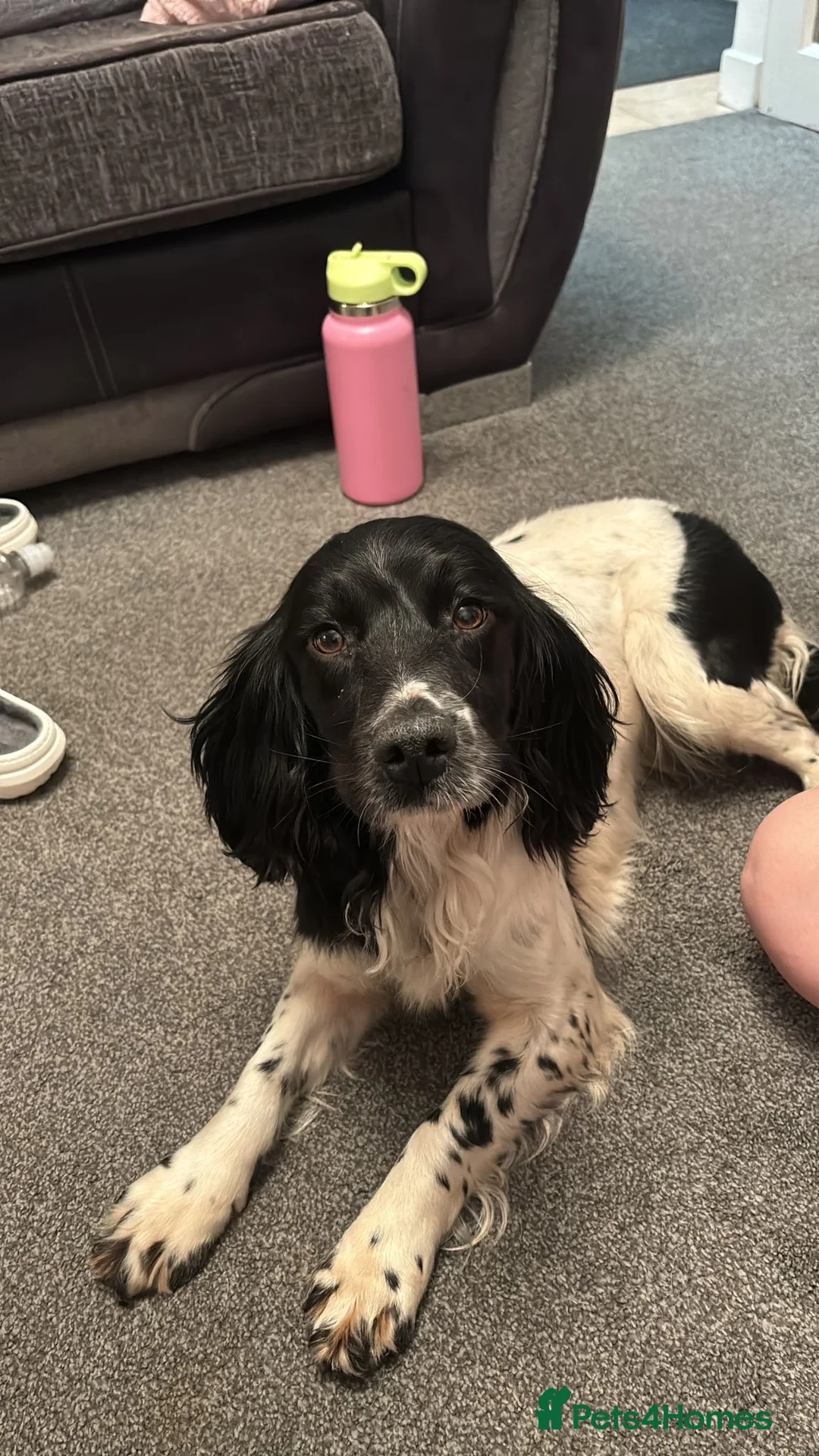 English Springer Spaniel dogs for sale: Springer spaniel puppies  - Advert 1