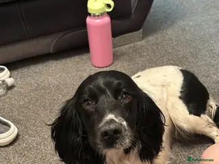 English Springer Spaniel dogs Springer spaniel puppies - Advert 9