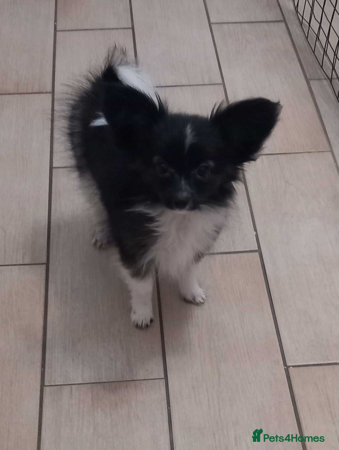 Papillon dogs for sale: Gorgeous Female Example of this Beautiful Breed - Advert 3