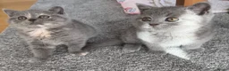 British Shorthair cats for sale: British Shorthair Kittens – Ready Now 🐾 - Advert 2