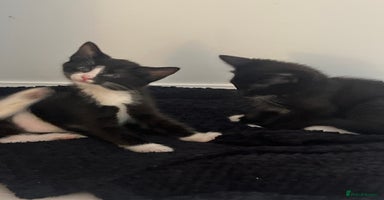 Mixed Breed cats - Advert 8