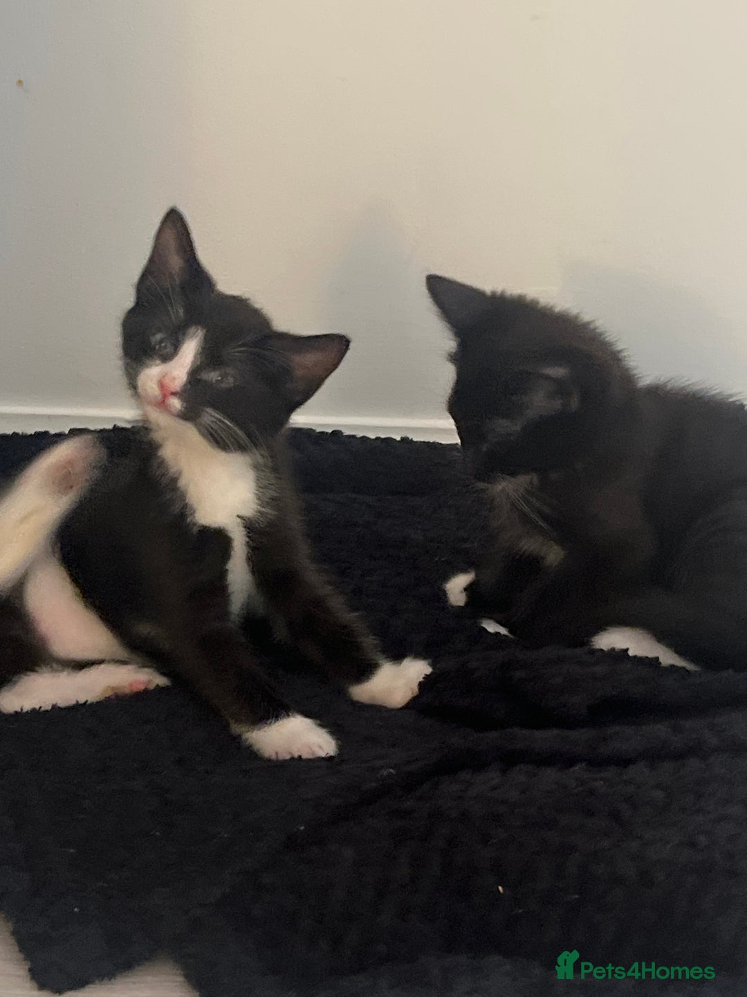 Mixed Breed cats for sale: Kittens for sale  - Image 2