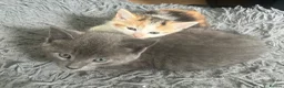 Mixed Breed cats for sale: Playful kittens for sale - Advert 20