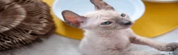 Sphynx cats for sale: Stunning sphinx kittens  - Advert 8