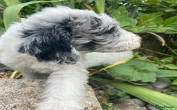Mixed Breed dogs for sale: Poodle cross - Image 11