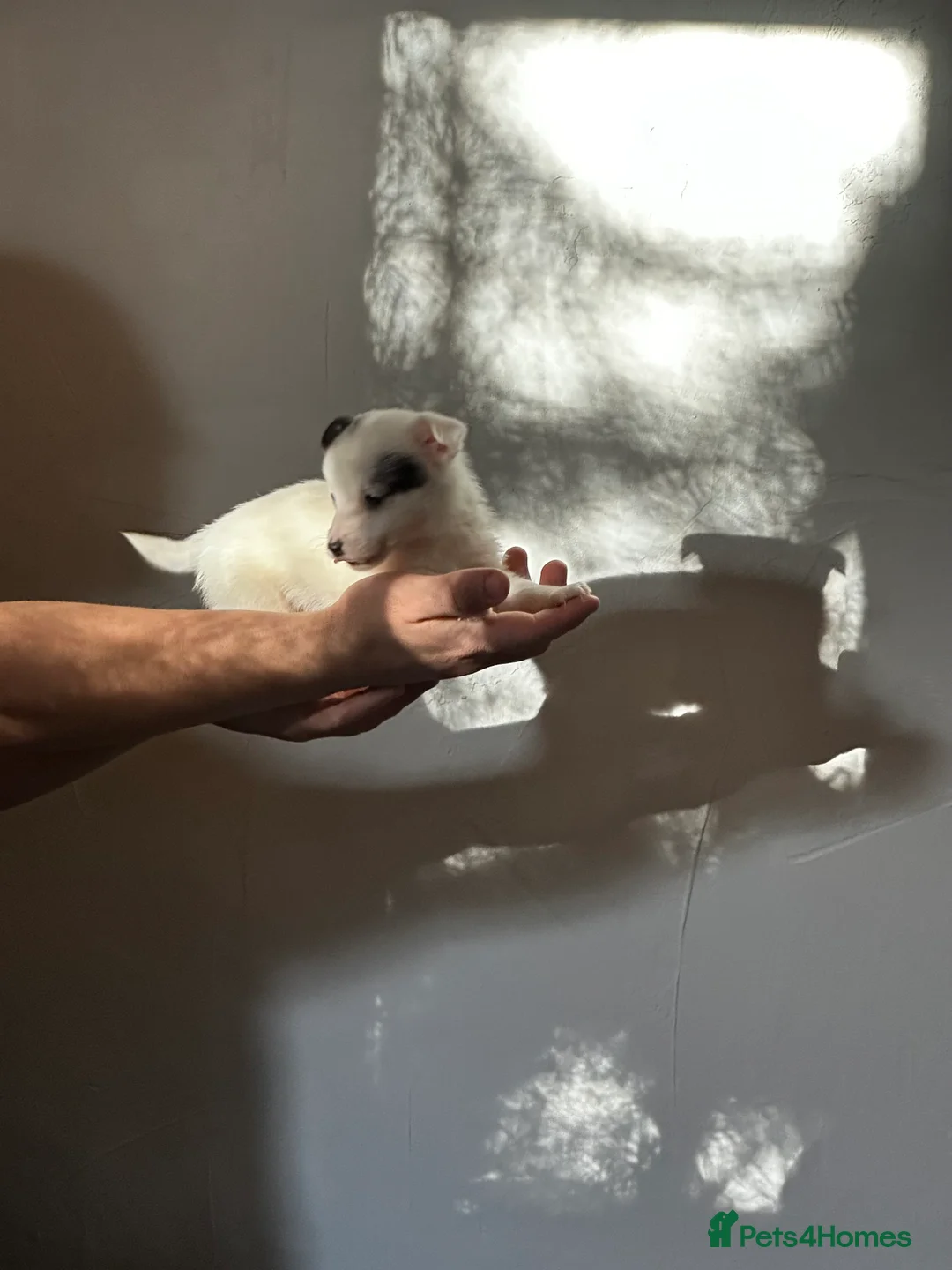 Jack Russell dogs for sale: Superb KC Reg’d Jack Russell Female Pup DNA CLEAR - Advert 8