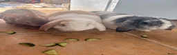 Mixed Breed rabbits for sale: 3 Male Rabbits PLEASE READ DESCRIPTION  - Advert 2