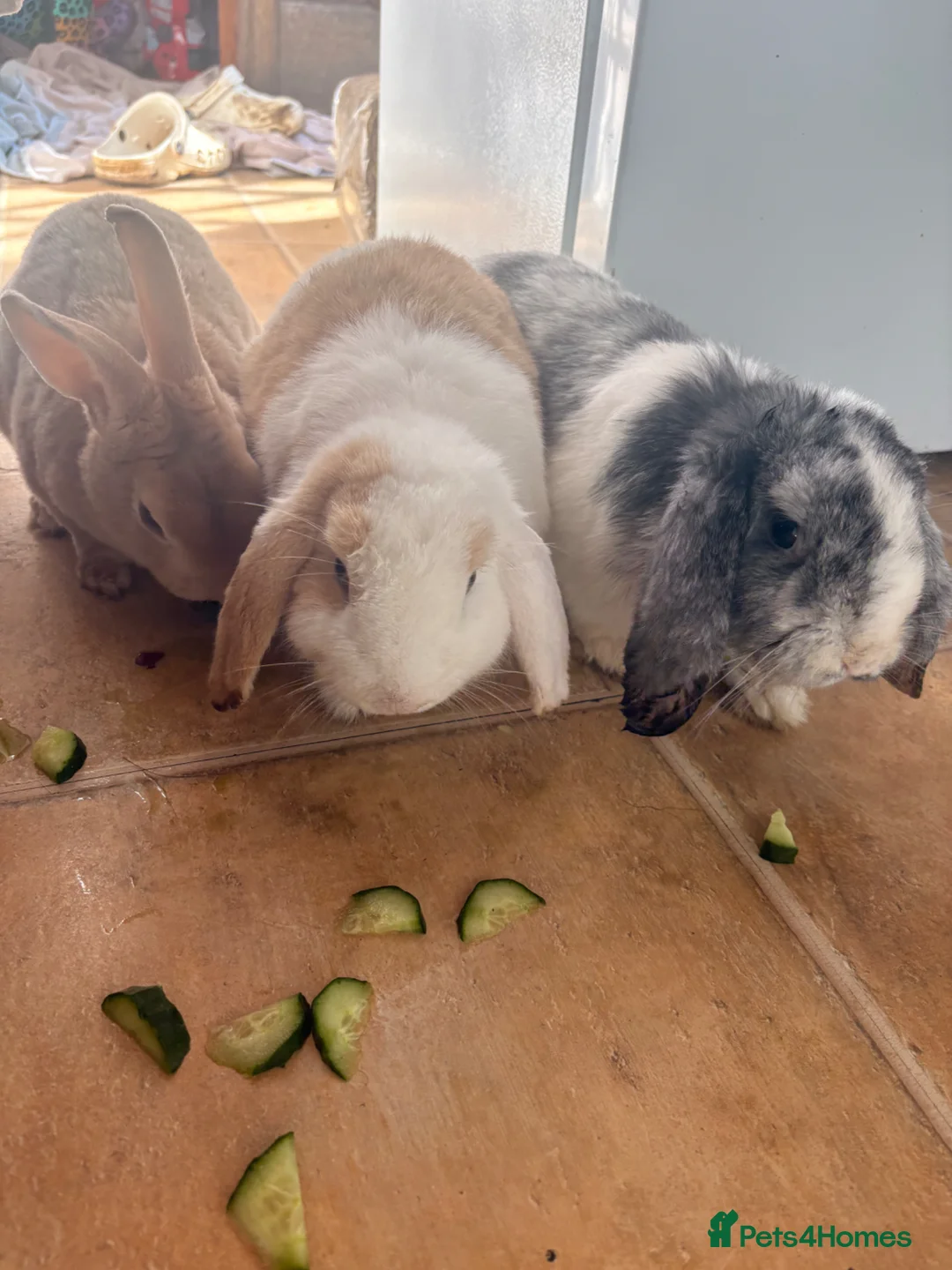 Mixed Breed rabbits for sale: 3 Male Rabbits PLEASE READ DESCRIPTION  - Advert 2