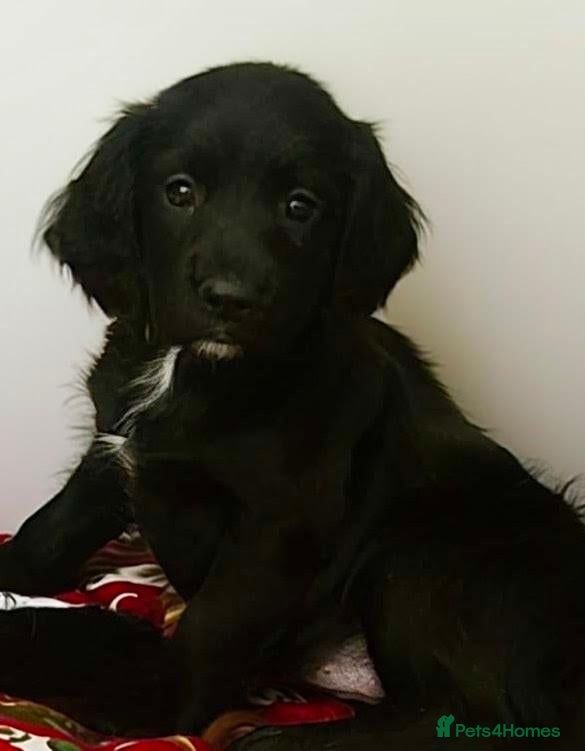 English Springer Spaniel dogs for sale: Springer Spaniel Puppies  - Advert 1
