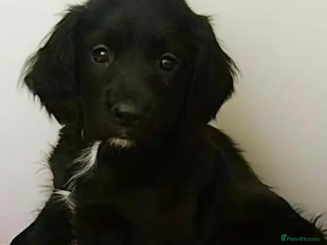 English Springer Spaniel dogs for sale: Springer Spaniel Puppies - Advert 1