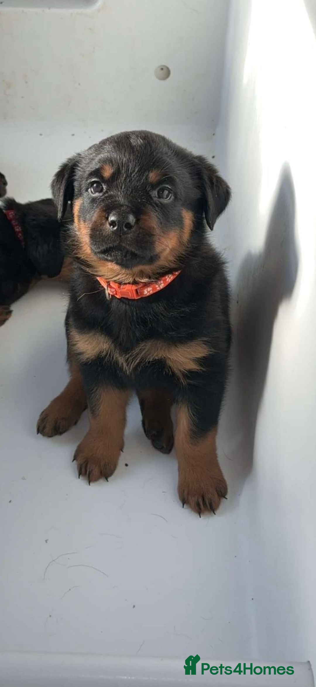 Rottweiler dogs for sale: champion bloodline full German pedigree pups  - Advert 9