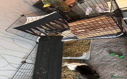 Guinea Pig rodents for sale: 2 male guinea pigs for sale  - Image 6