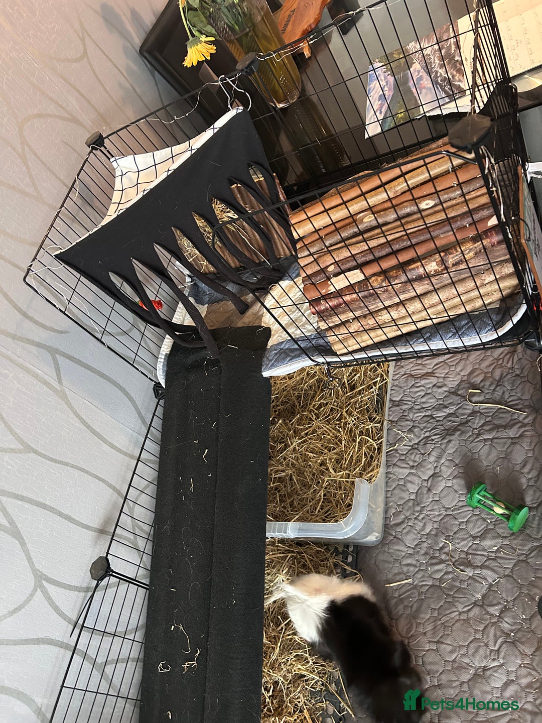 Guinea Pig rodents for sale: 2 male guinea pigs for sale  - Image 6