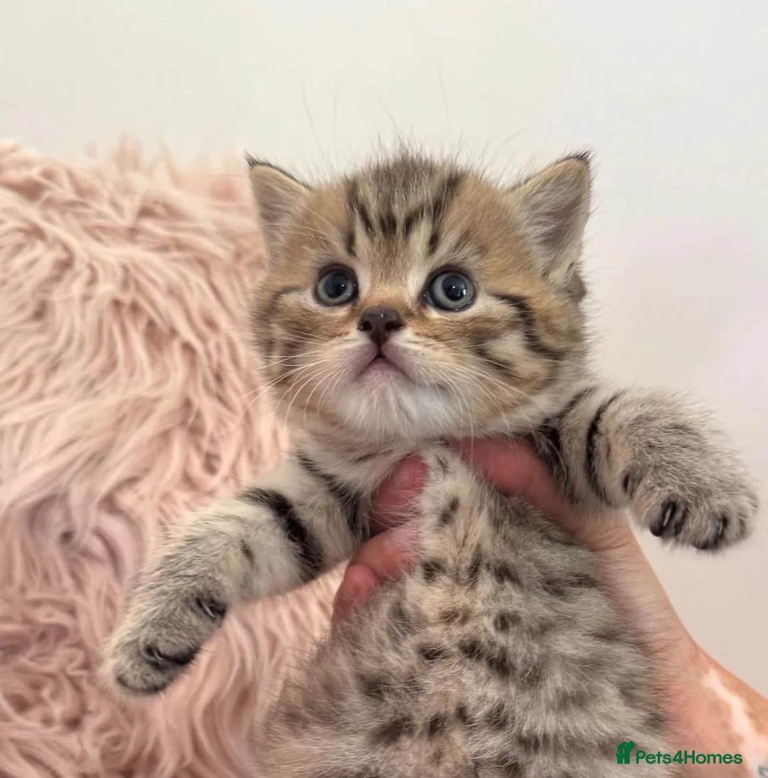 British Shorthair cats for sale: Adorable golden spotted British shorthair kitten - Advert 1