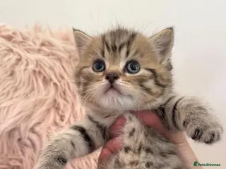 British Shorthair cats Adorable golden spotted British shorthair kitten - Advert 1