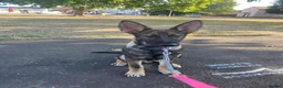 German Shepherd dogs for sale: German shepherd boy /max 🩵🐾 - Advert 5