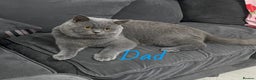 British Shorthair cats for sale: British blue shorthaired kittens  - Advert 3