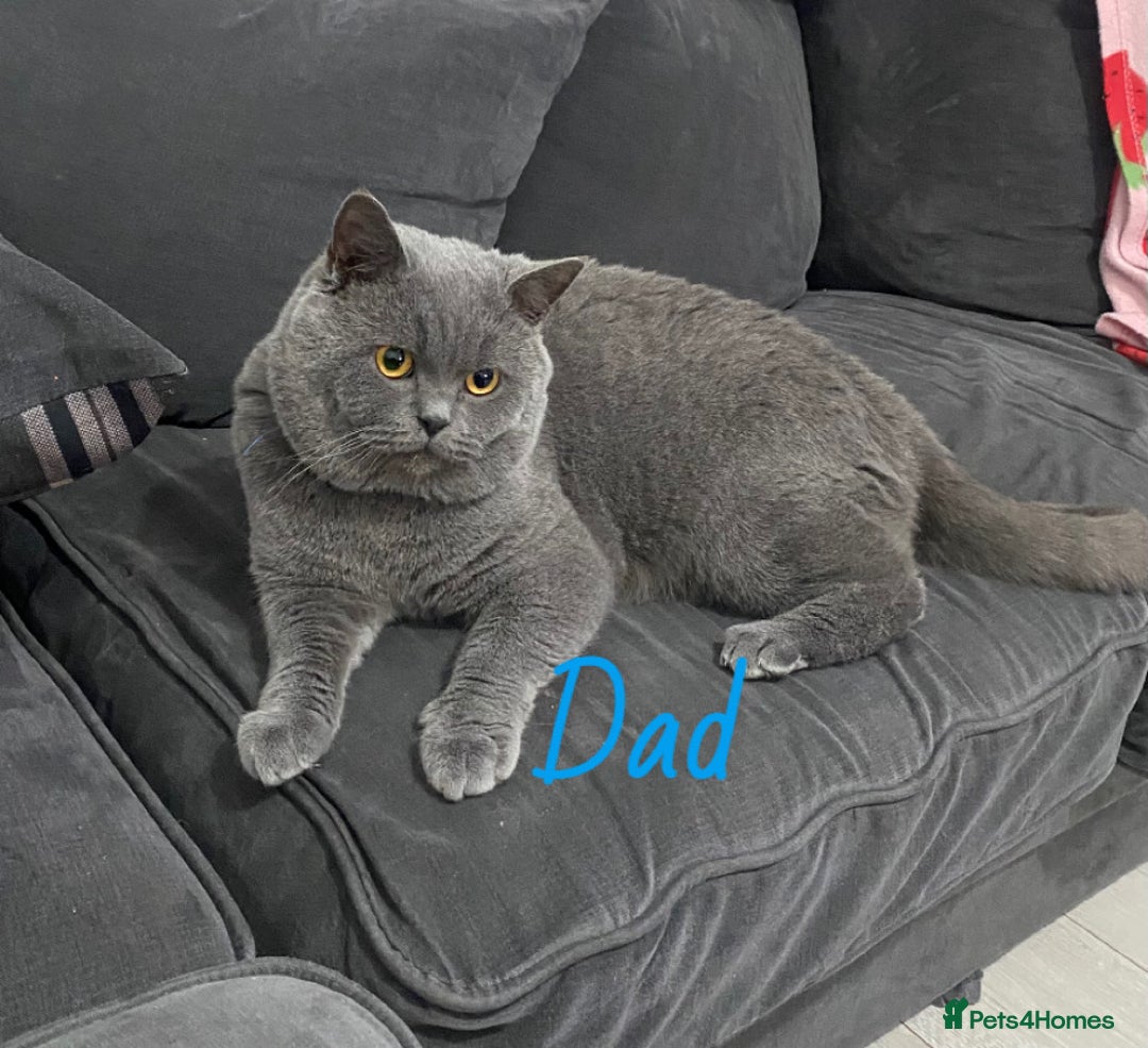 British Shorthair cats for sale: British blue shorthaired kittens  - Advert 3