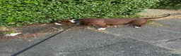 American Bully dogs for sale: Stunning Pocket Bully pups paymentplans available - Advert 11