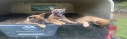 Belgian Shepherd Dog dogs for sale: Belgian Malinois Pups - Lincoln in Lincoln - Advert 1