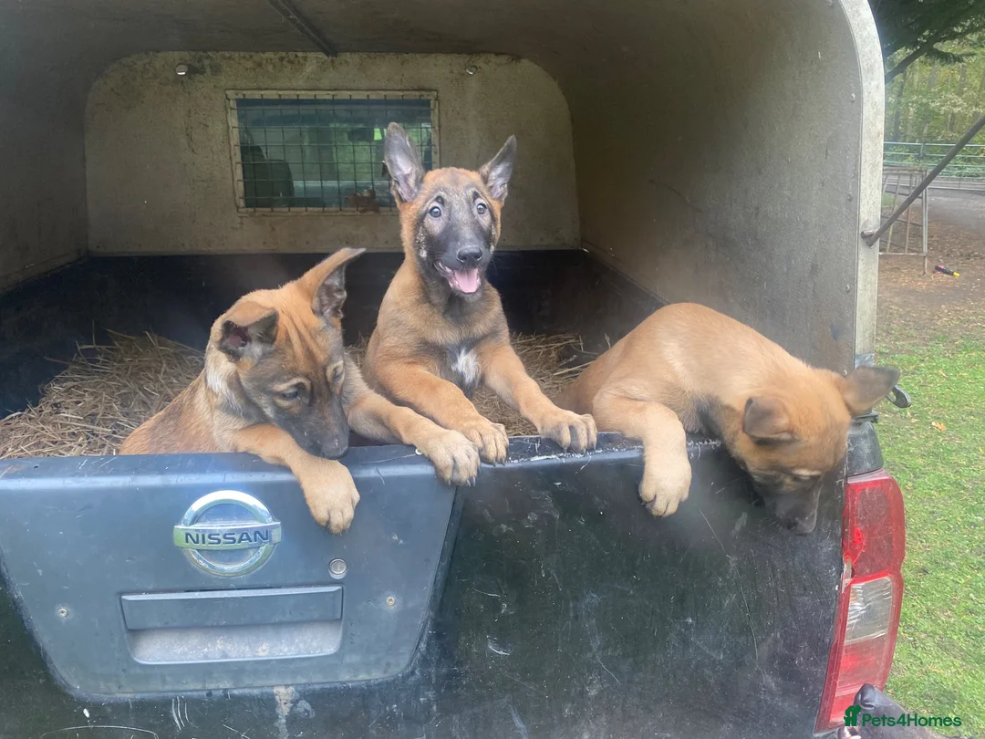 Belgian Shepherd Dog dogs for sale: Belgian Malinois Pups - Lincoln in Lincoln - Advert 1