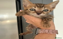 Bengal cats for sale: Beautiful boy remaining ready to go  - Image 4