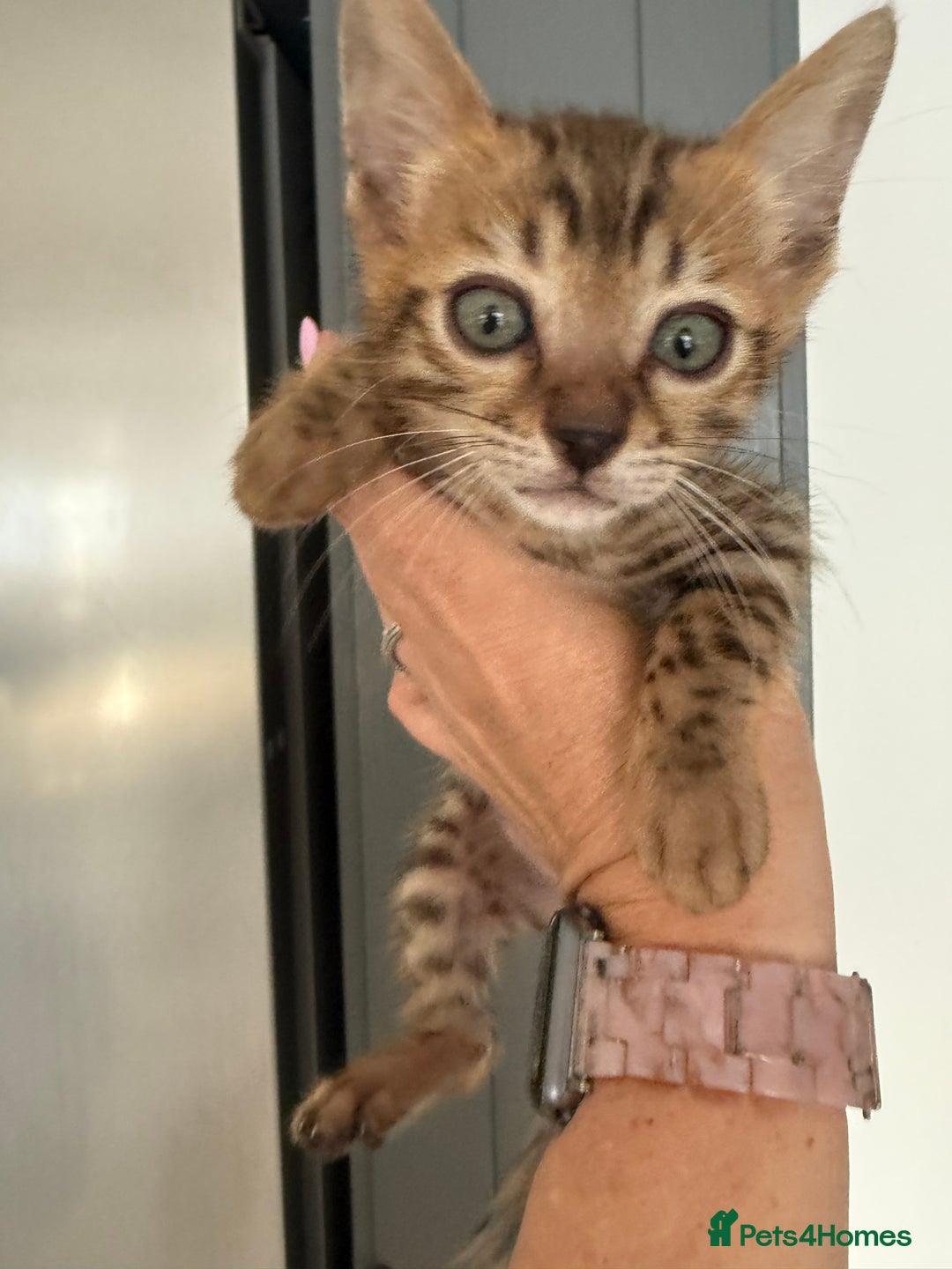 Bengal cats for sale: Beautiful boy remaining ready to go  - Image 4