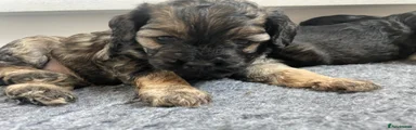 Cockapoo Puppy 3
