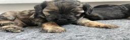 Cockapoo dogs for sale: Stunning American cockapoos in Wisbech - Advert 6