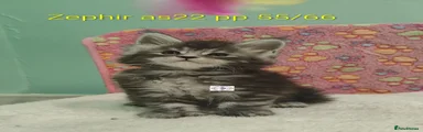 Maine Coon 4