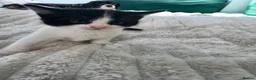 Mixed Breed cats for sale: 5 kittens looking for loving family  - Advert 5