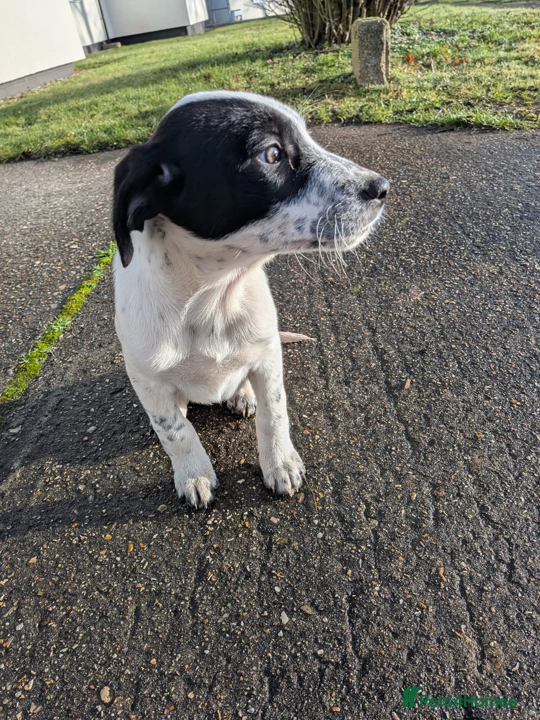 Mixed Breed dogs for sale: Beautiful Collie x Dalmatian Puppies - Advert 19