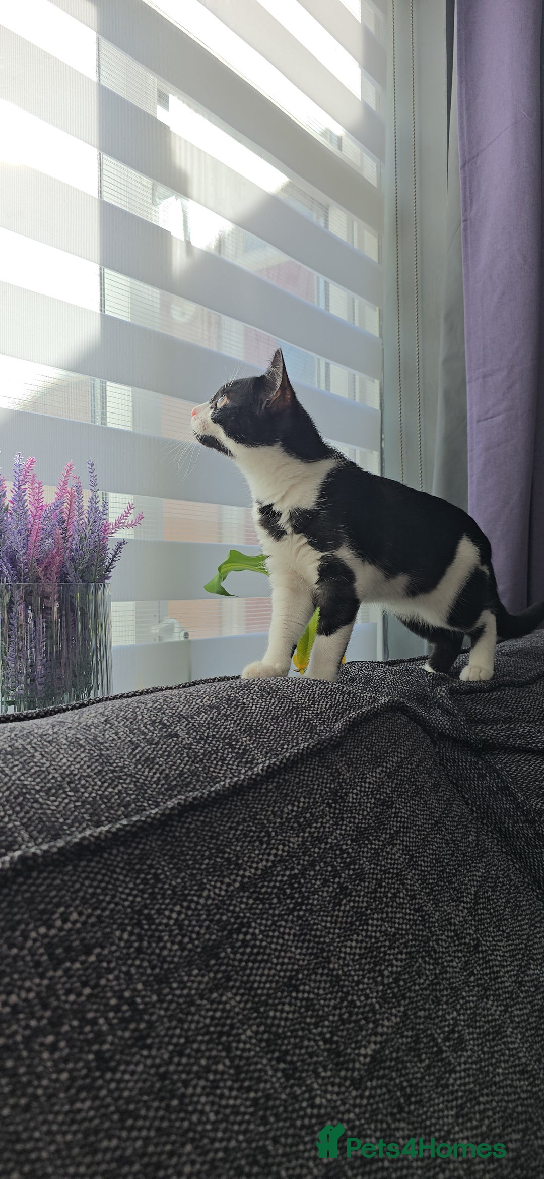 Mixed Breed cats for sale: Female kitten 🐈 - Image 8