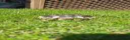 Hermann Tortoise reptiles for sale: Hermanns Tortoise - Leonardo in London - Advert 2