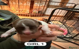 English Springer Spaniel dogs for sale: Gorgeous ESS Puppies-Heavily Marked Liver & White - Image 13
