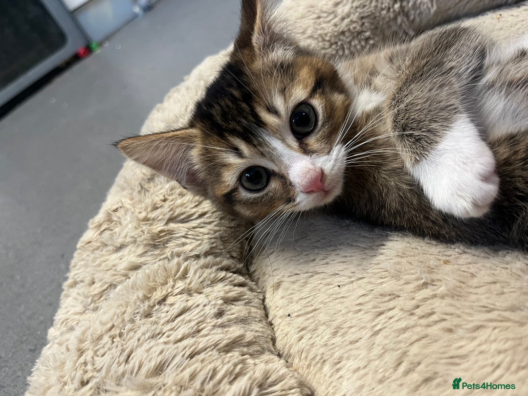 Mixed Breed cats for sale: 🐾 5 Stunning Mixed 8 week old Kittens  - Advert 24