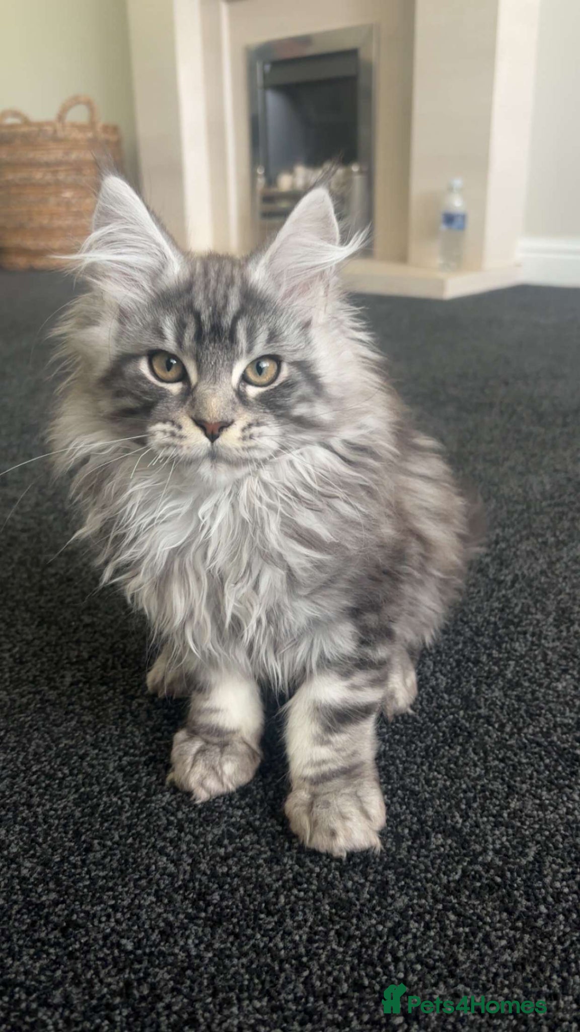 Maine Coon cats for sale: Stunning TICA Registered Male Maine Coon Ready Now - Advert 2