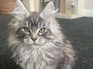 Maine Coon cats for sale: Stunning TICA Registered Male Maine Coon Ready Now - Advert 2