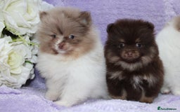 Pomeranian dogs for sale: PARTI MERLE QUALITY KC POMERANIANS - Image 31