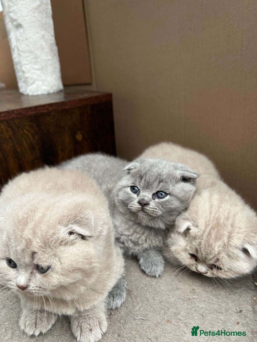Mixed Breed cats for sale: Beautiful kittens available for loving homes. - Advert 7