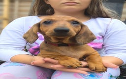 Dachshund dogs for sale: READY NOW-Champions Line Standard Dachshund KC REG in Coventry - Image 16