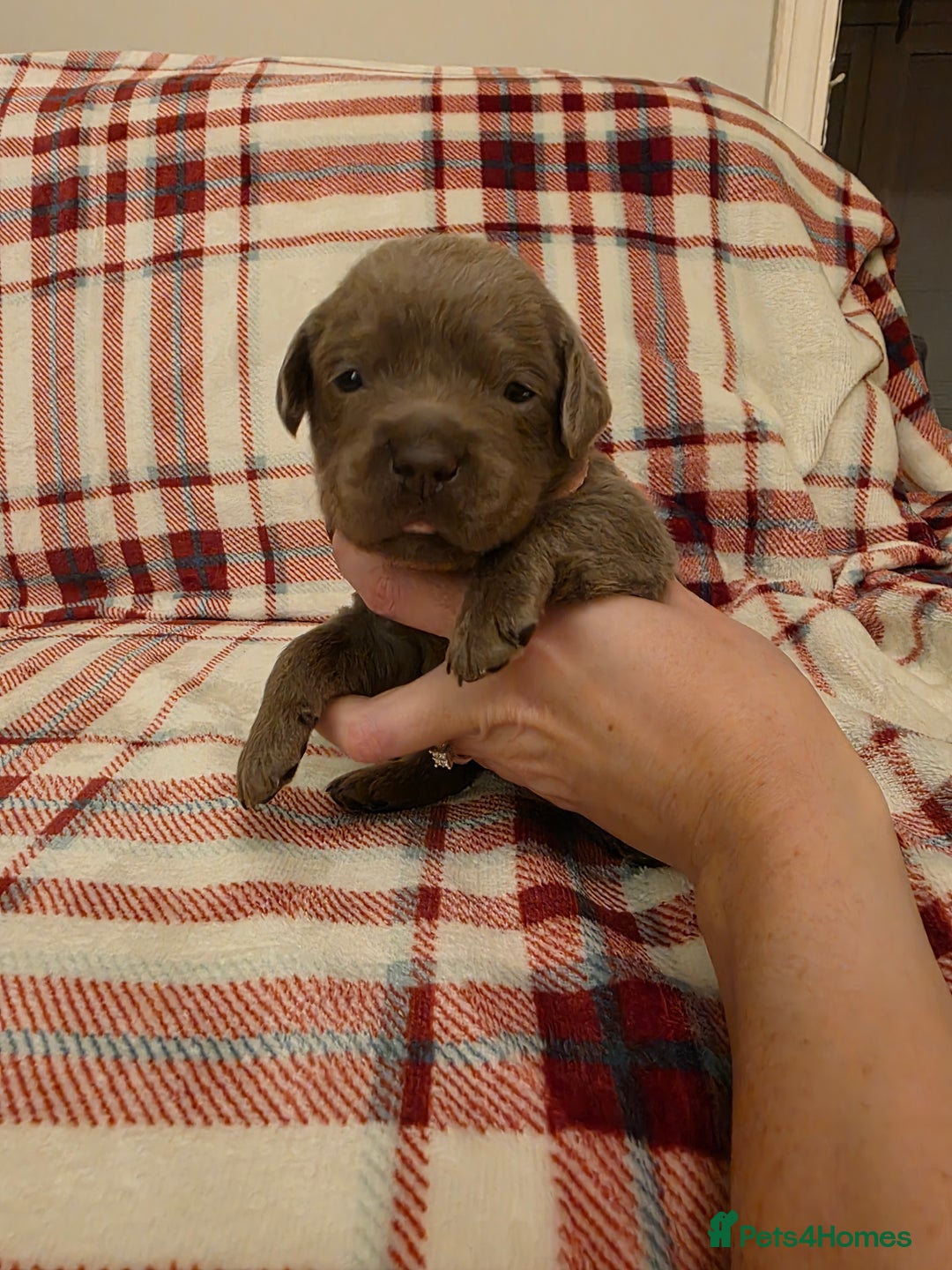 Labrador Retriever dogs for sale: Silver Labrador Puppies For Sale - Advert 9