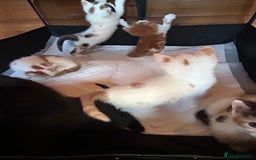 Mixed Breed cats for sale: Baby kittens for sale - Image 10