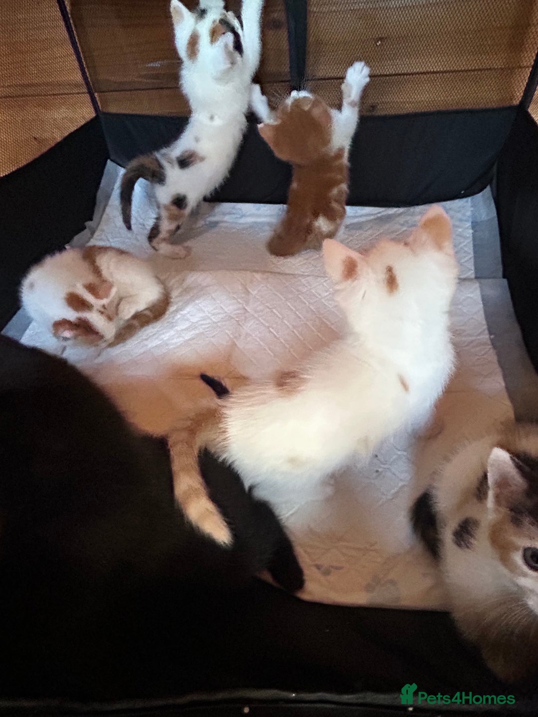 Mixed Breed cats for sale: Baby kittens for sale - Image 10