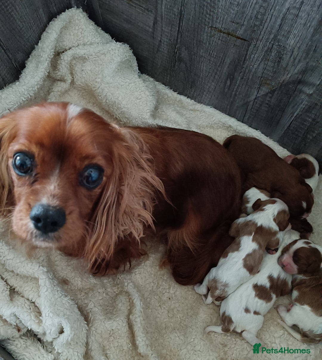 Cavalier King Charles Spaniel dogs for sale: Cavalier king charles Pedigree reg health tested - Image 5