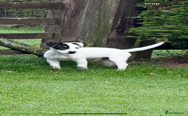 Jack Russell dogs - Advert 6