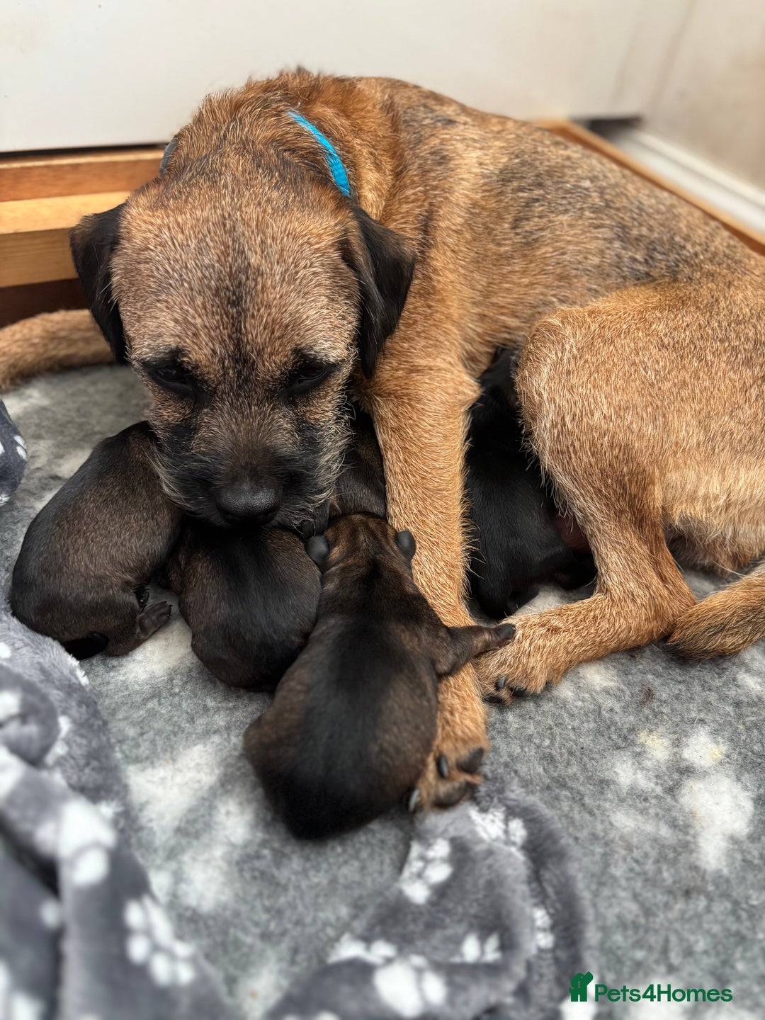 Border Terrier dogs for sale: BORDER TERRIER PUPPIES FOR SALE - Image 7