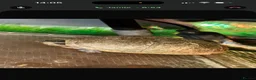 Turtle reptiles for sale: Two musk turtles  - Advert 8