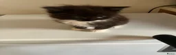 Mixed Breed cats for sale: 2 male kittens - Advert 3