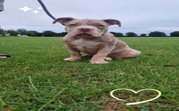 American Bully dogs for sale: Pocket bully  - Image 9